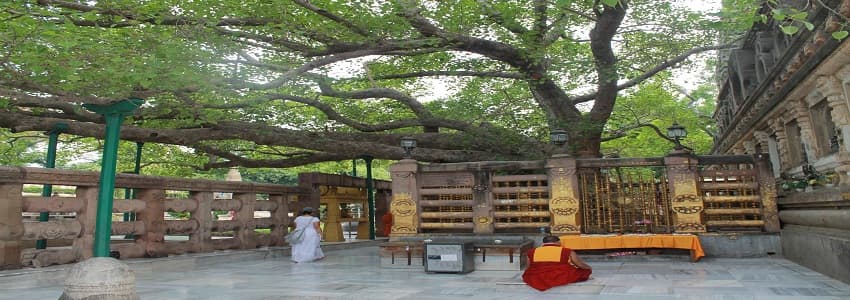 Bodhitree